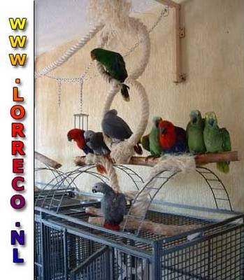 Stalling & weidegang omg. Buren/Tiel