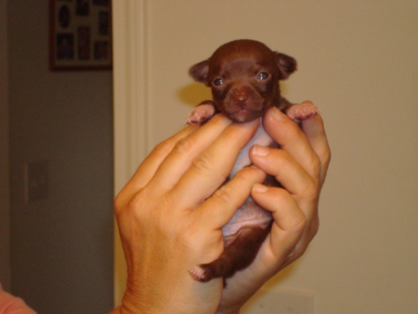 Chihuahua pups op zoek naar nieuwe woningen