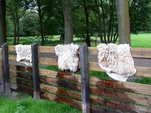 Schapenvacht vilten in Kubaard, Friesland.