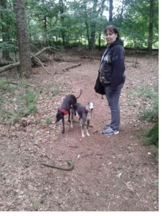 Betrouwbare lieve honden oppas bied zich aan