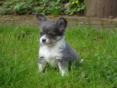 Top kwaliteit Chihuahua pups.