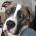 Oppas voor lieve hond gezocht