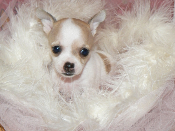 Adorable gezonde Chihuahua pups