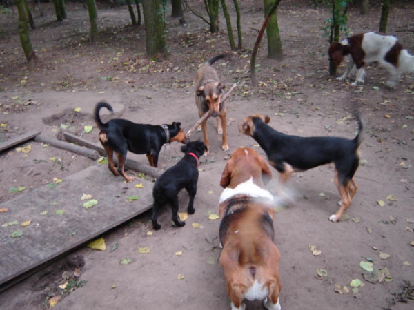 Dagopvang voor uw hond