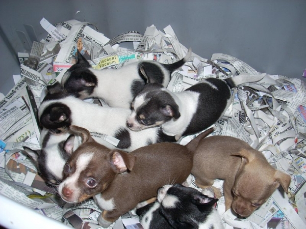 6 witte en zwarte chihuahua pups.