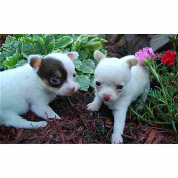 Chihuahua pups voor adoptie