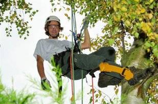 Boomverzorging, snoeien van bomen