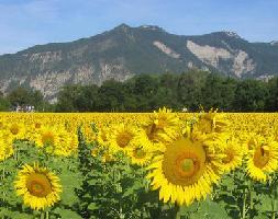 Franse les