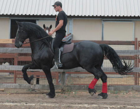 Tango onze familie Friese paard