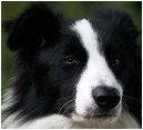 Border Collies
