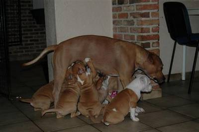 American stafford pups