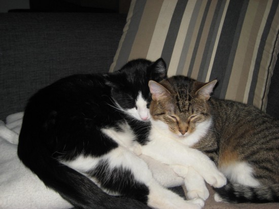 Betrouwbare en ervaren katten en/of honden oppas aan huis. — foto 1