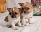 Engelachtige Chihuahua pups te koop