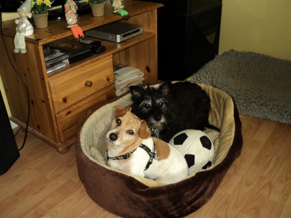 Betrouwbare gezellige honden opvang /oppas bij ons thuis