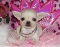 Chihuahua te koop,