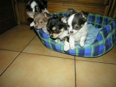 Mooie schattige chihuahua puppies!