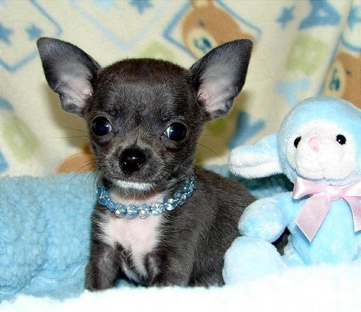 Chihuahua pups voor aanneming deze puppies zijn kl