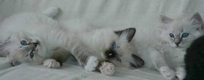 Lieve Ragdollkittens