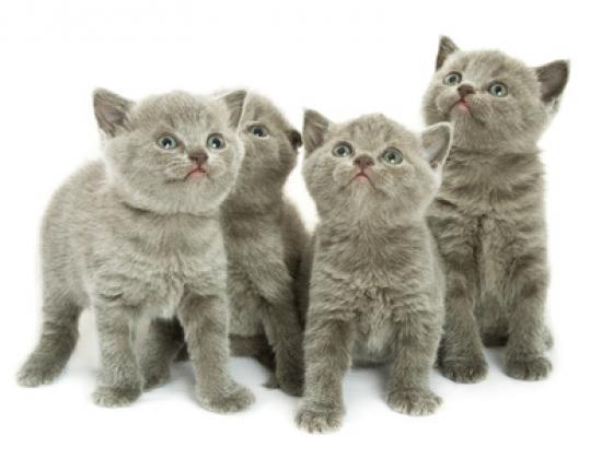 Kattenoppas aan huis Haarlem