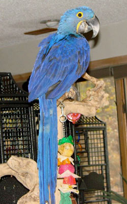 Hyakinthos macaws En Afrikaanse grijs te koop.
