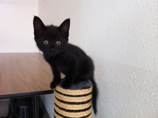 Katten zoeken liefdevol thuis