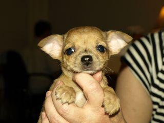 Chihuahua pups te koop