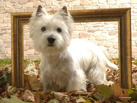 Op zoek naar iemand die mijn hondje (West High White Terrier) uit kan laten