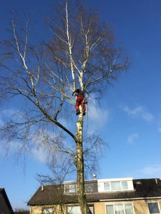 Goedkoop uw boom laten kappen ot snoeien?