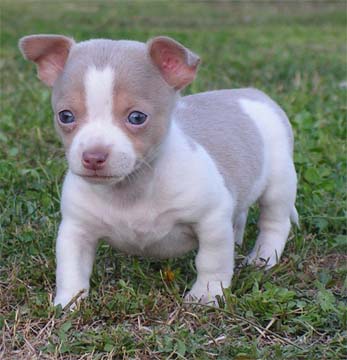 Chihuahua pup te koop