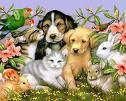 De Online Dierenarts-Apotheek