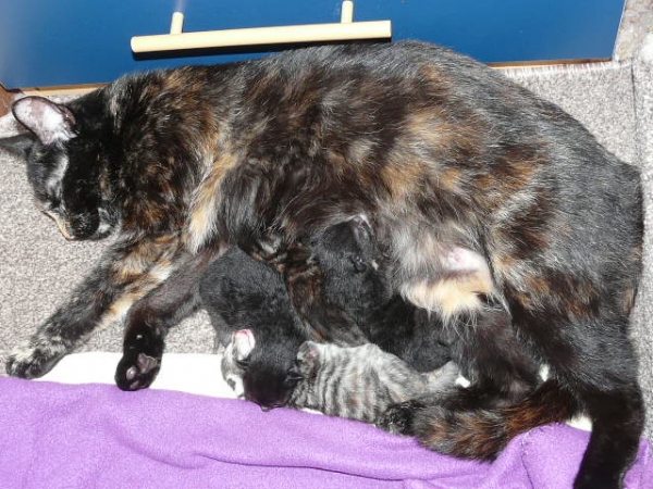 Nood opvang gevraagd voor poes en 4x kittens