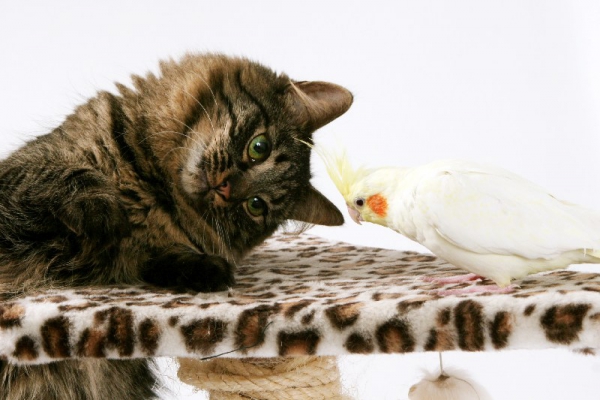 Goedkope Dieren / Katten Oppas- en Honden Uitlaatservice Zoetermeer eo