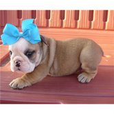 Christmas Engels bulldog puppy te koop