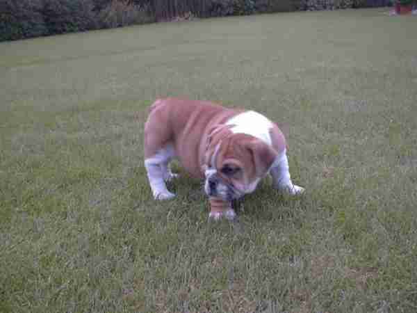Vrouwelijke engels bulldog pup te koop.