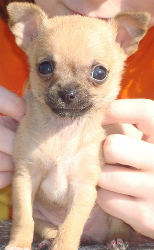 2 Chihuahua pups te koop