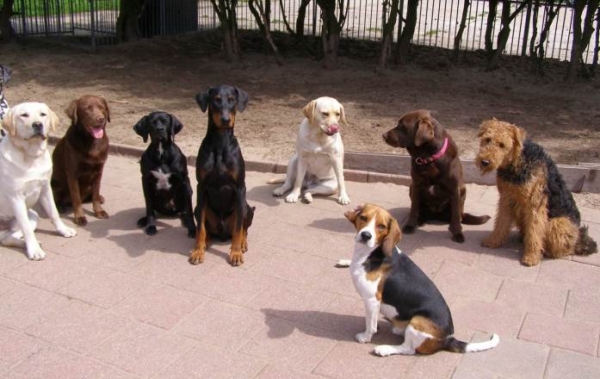 Dag- en nachtopvang voor honden regio Haarlem Amsterdam