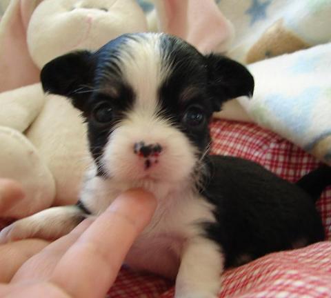 Chihuahua pups voor adoptie