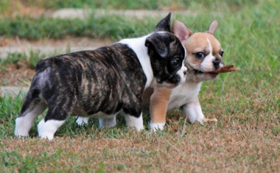 Rasechte-Franse bulldogs puppies klaar voor nieuwe thuis te ontmoeten.