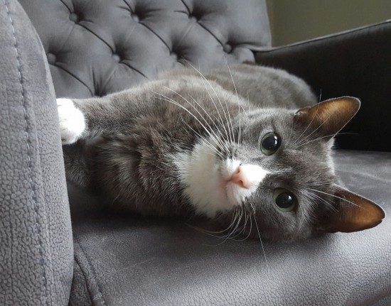 Kattenopvang op locatie — foto 2