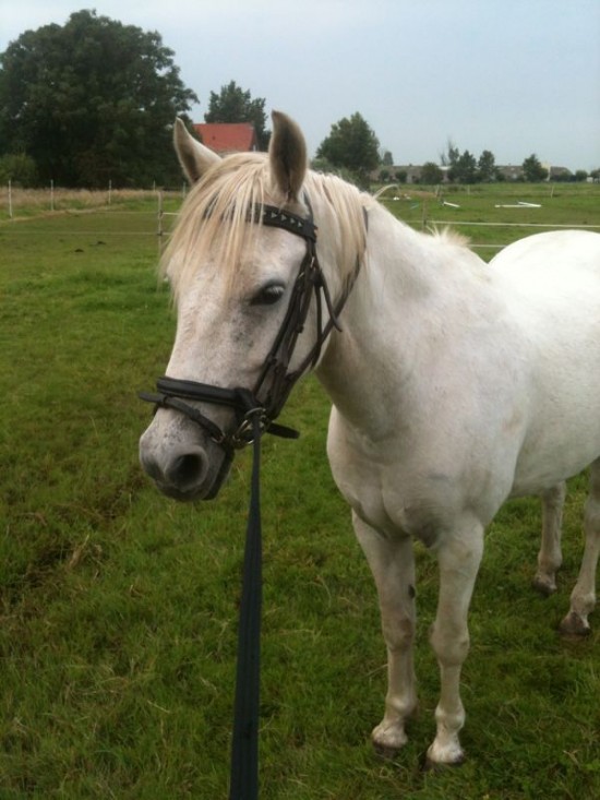 De kleine manege Vajido heeft weer plek! — foto 2