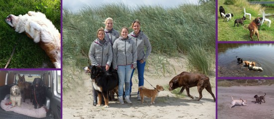P@thome dierenverzorging aan huis, hondenuitlaatservice — foto 2