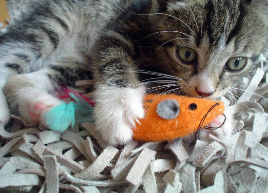 Kattenoppas in de buurt gezocht? Snel gevonden op Huisdierenoppas.nl — foto 2