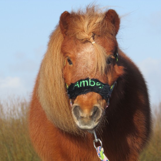 Ponyfeestjes partijtjes voor een leuke prijs!! — foto 2