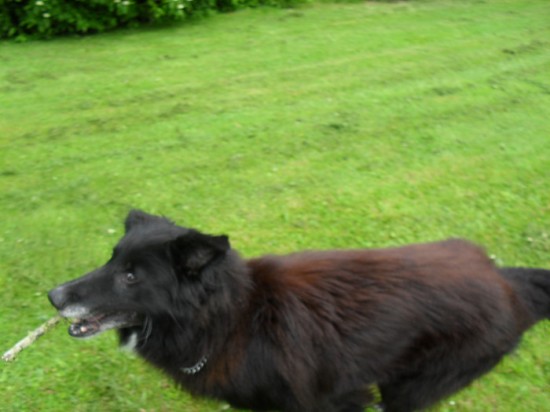 Ik pas wel op uw trouwe viervoeter!!!!! — foto 2
