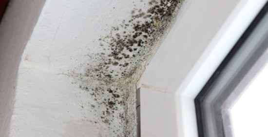 SCHIMMEL in uw woning — foto 2