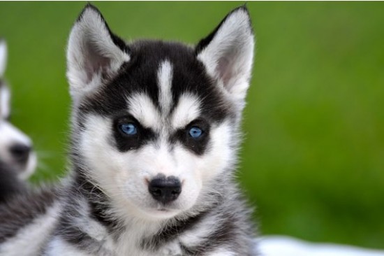 Husky pups met blauwe ogen — foto 2
