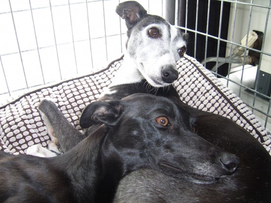 Betrouwbare lieve honden oppas bied zich aan — foto 2