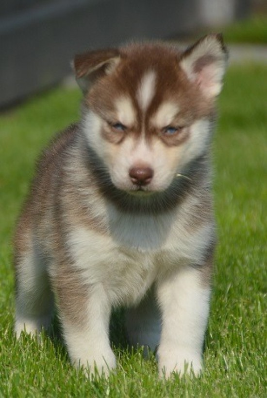 Prachtige Siberische Husky Pups met Blauwe Oogjes — foto 2