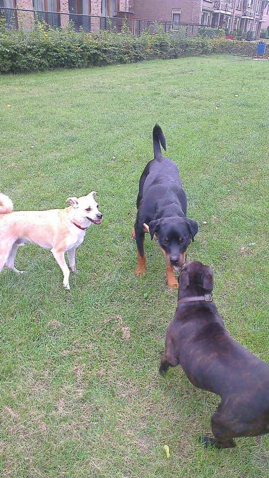 Hondenuitlaatservice Maas en Waal Doggies & Co — foto 2