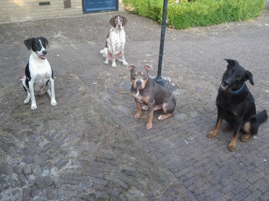 Uw hond heeft gedragsproblemen? — foto 2